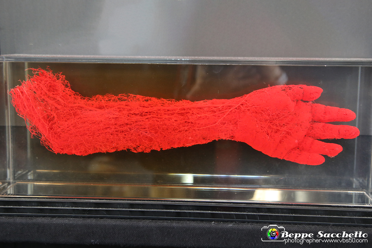 VBS_2912 - Vasi sanguigni di un braccio - Mostra Body Worlds.jpg